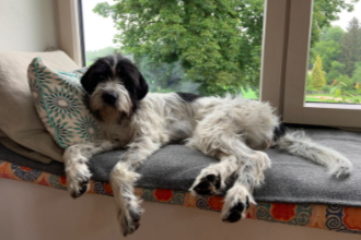 schwarz weißer Hund liegend